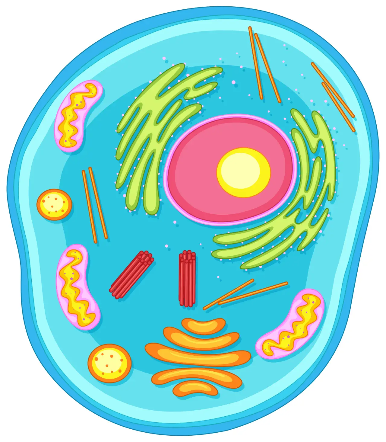 partes-celula-mitosis