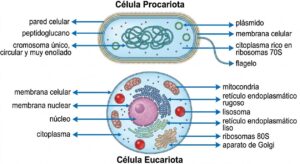 Parte de una célula eucariota y procariota